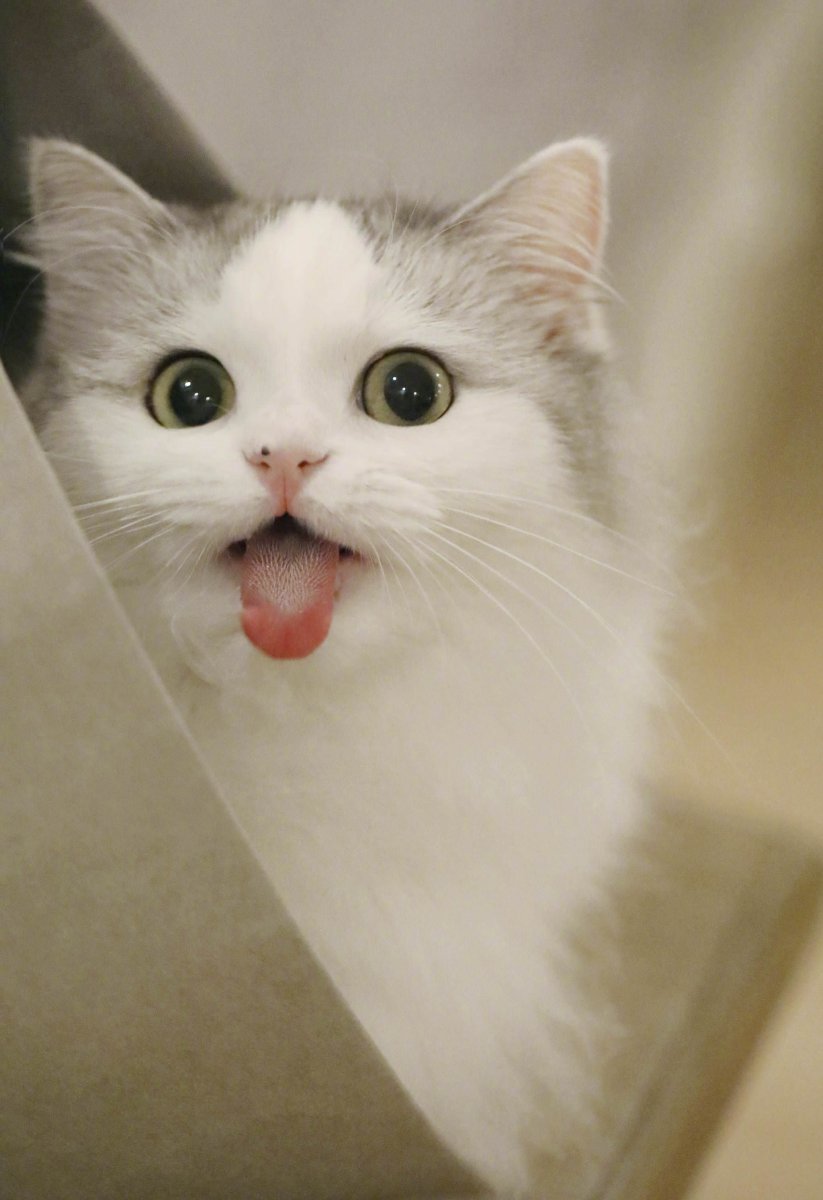 Смешной белый кот