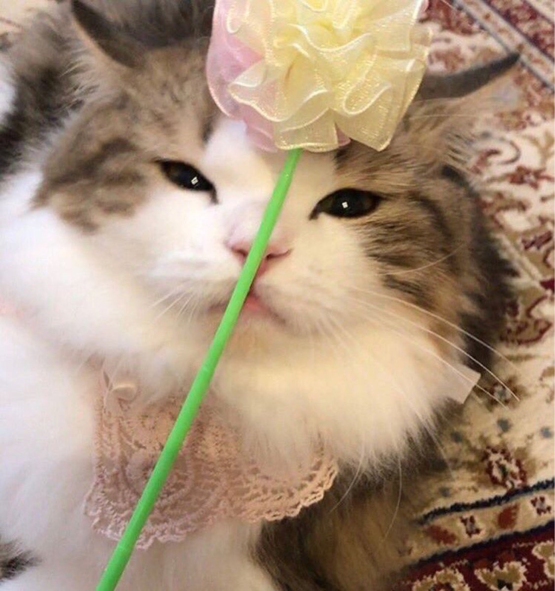 Коты Эстетика розовый