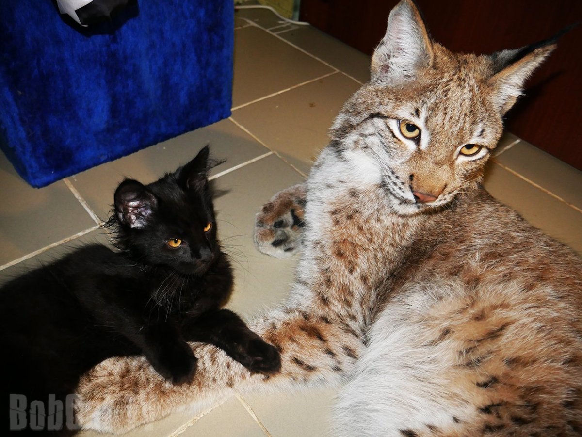 Мэйкун Рысь