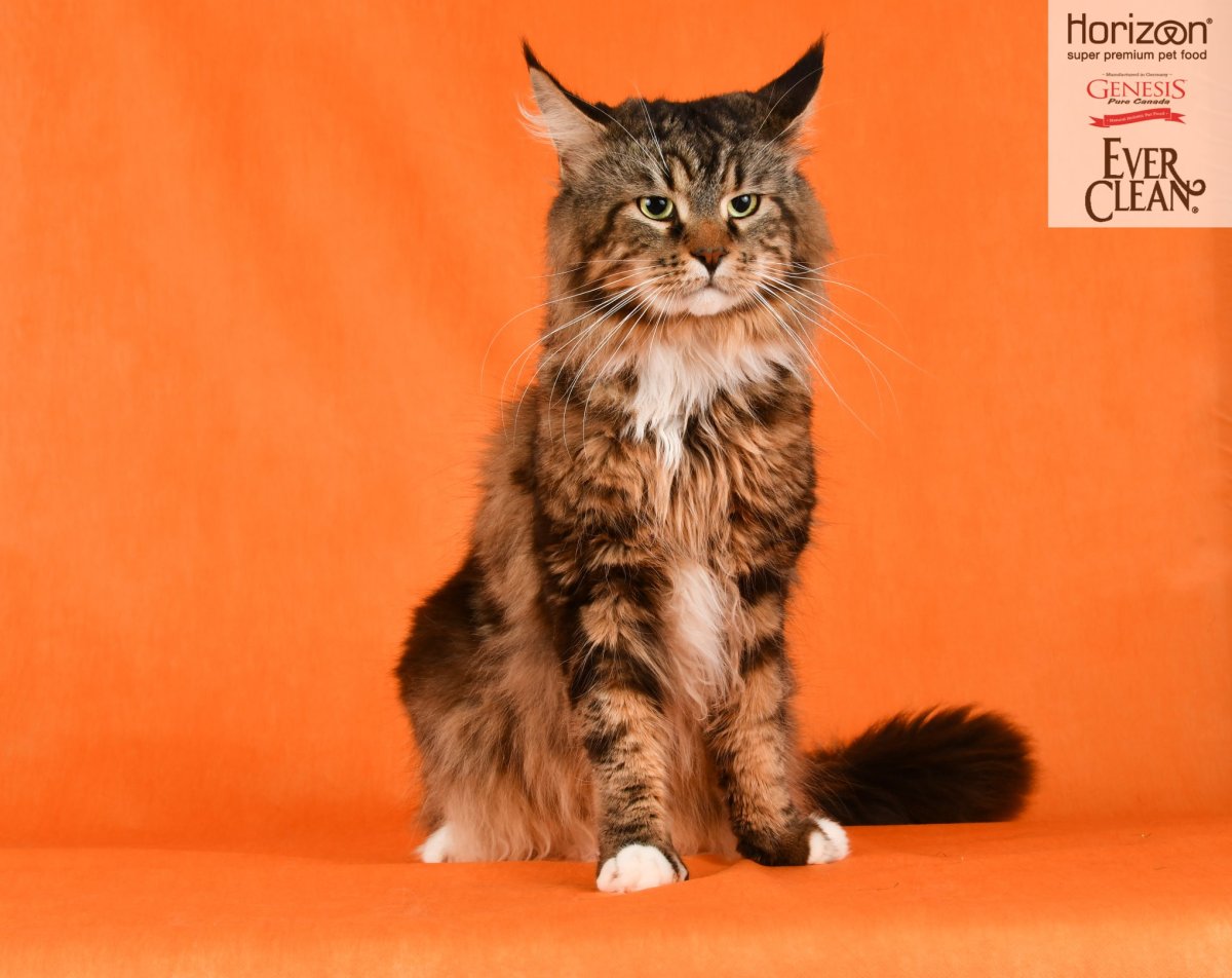 Мейн кун расцветка Рысь