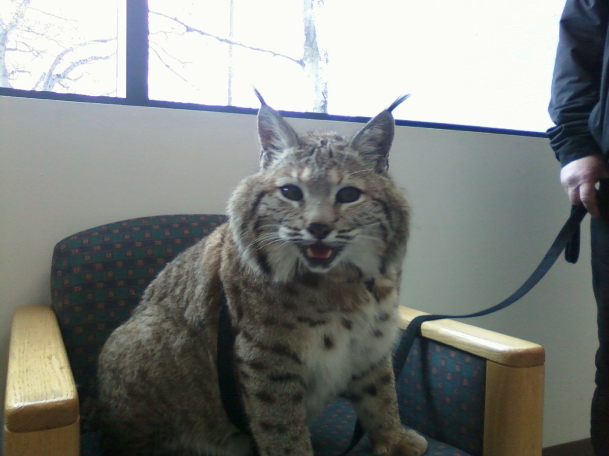 Мейн кун Павла воли