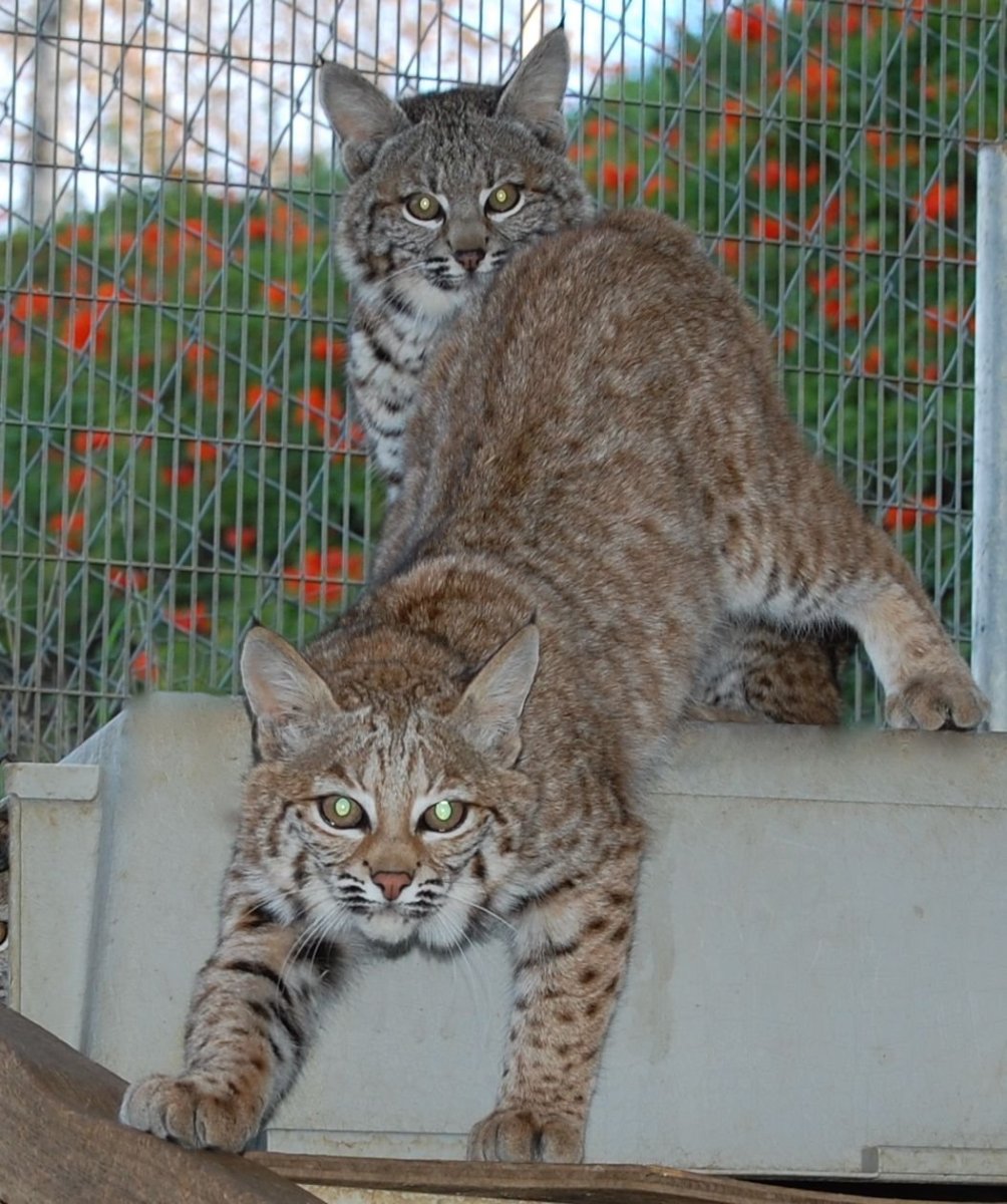 Кошка Мейн кун Валькирия