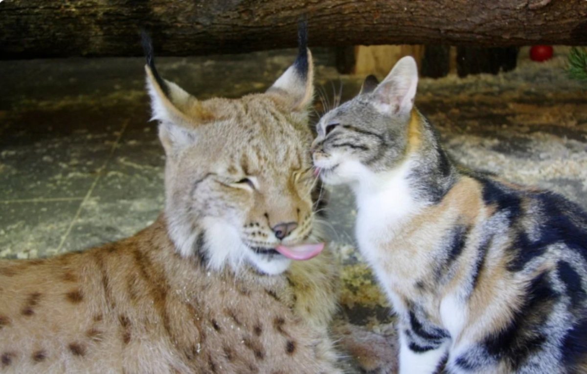 Рысь с кисточками на ушах