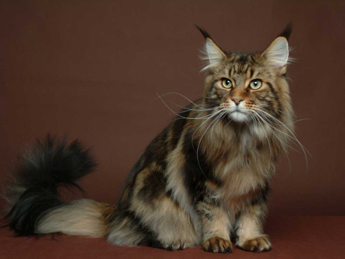 Канадская Рысь домашняя