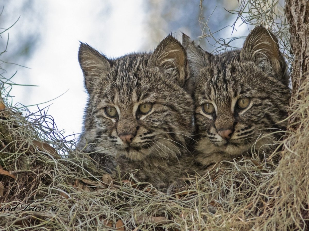 Сервал каракал Саванна