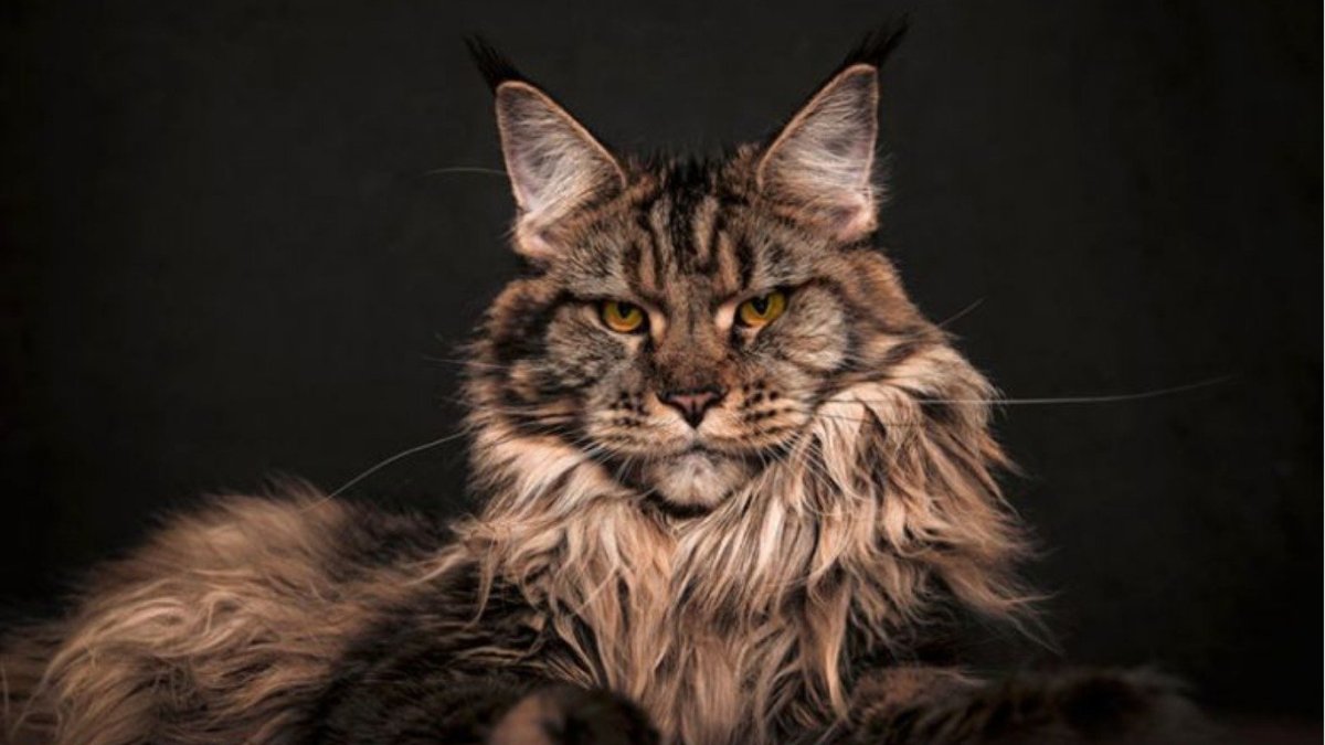 Логово рыси