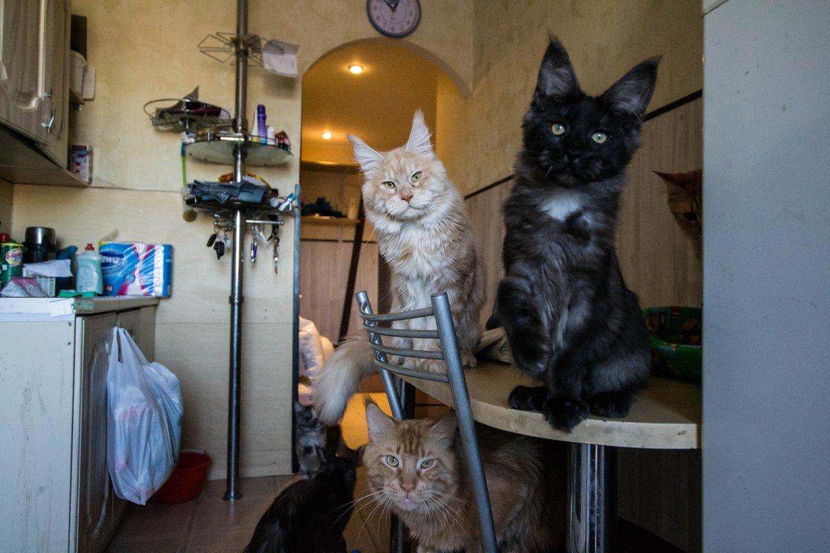 Кот Рысь домашняя мэйкун