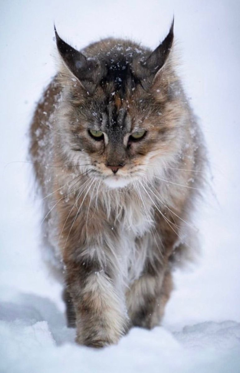 Майкуны окрас рыси