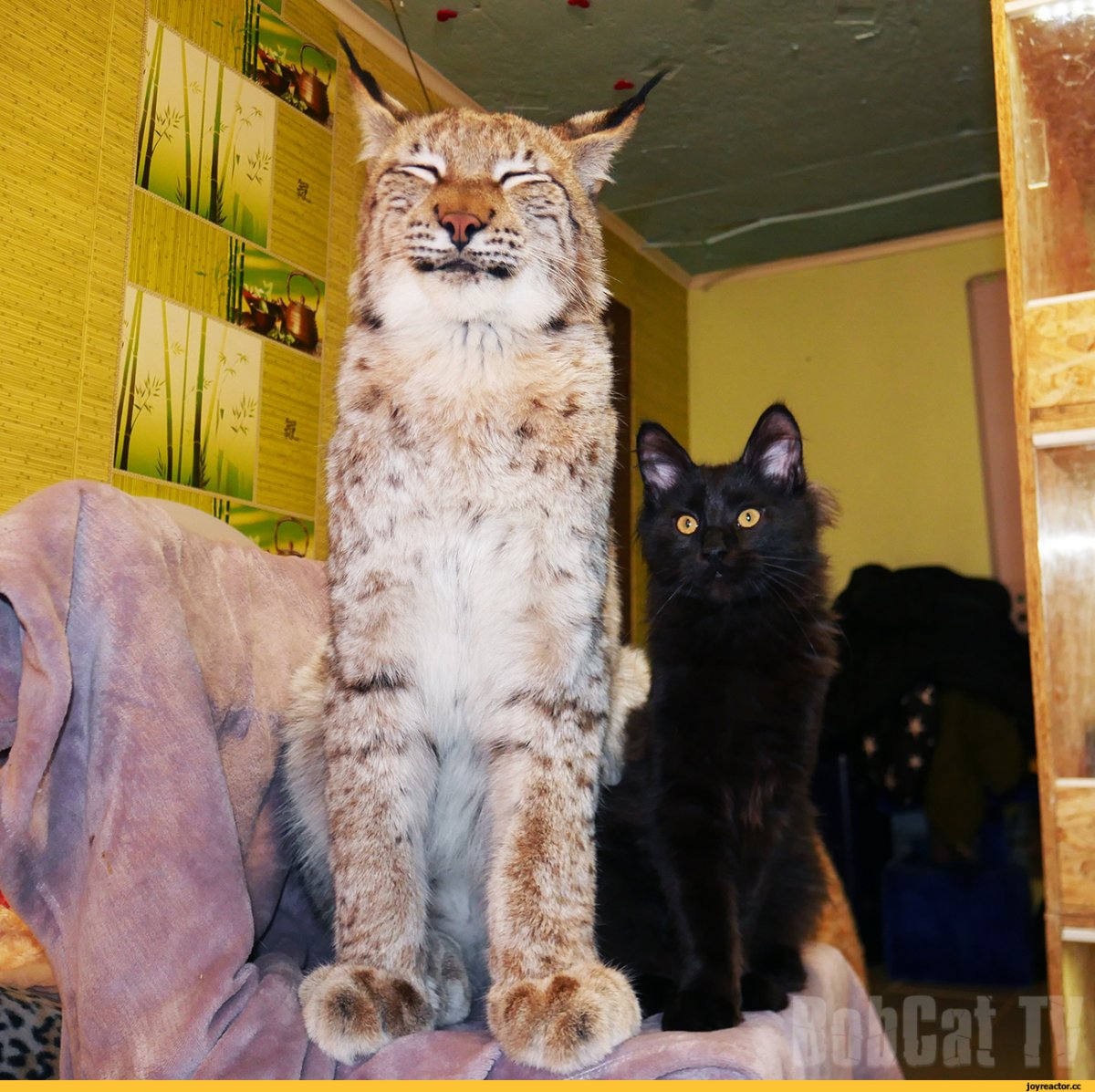 Рысь и Мейн кун