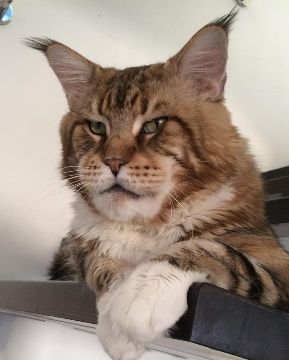 Кот Мейн кун