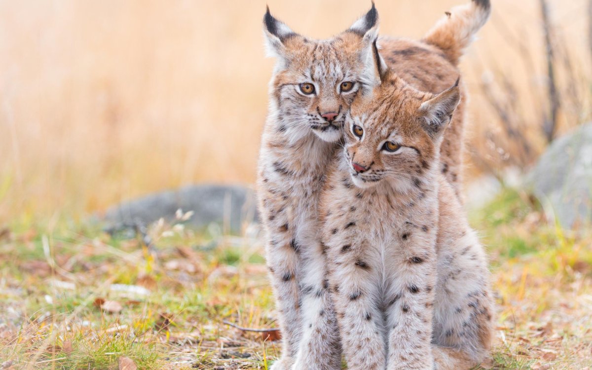 Мейн кун обиженный