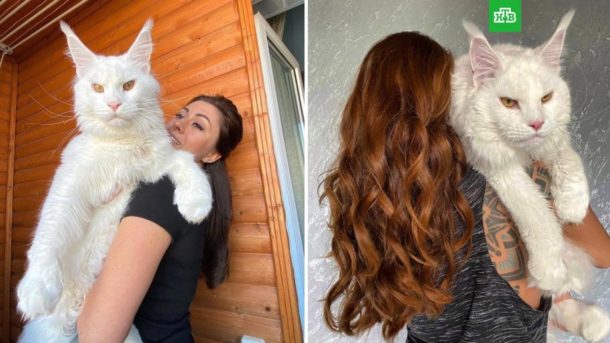 Коты Воители рысёнок