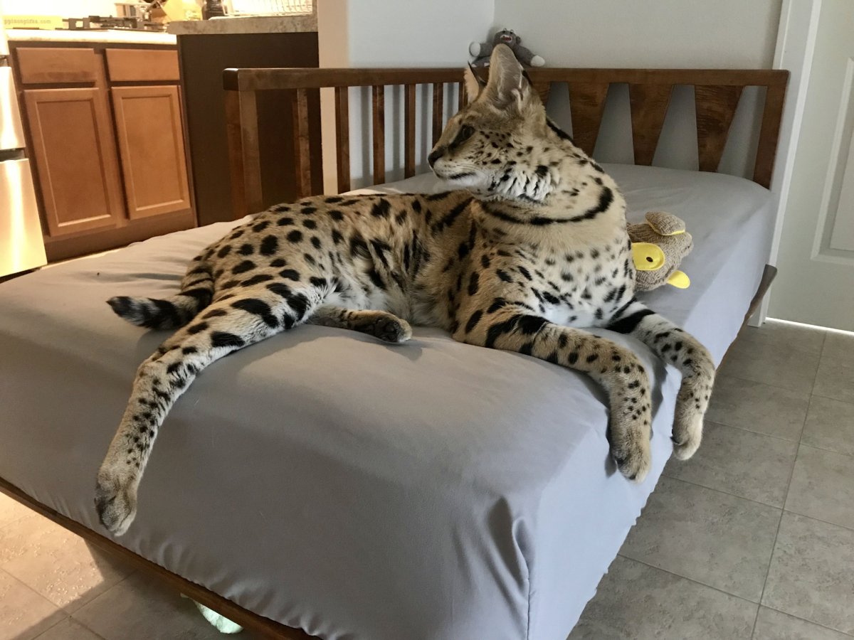 Кот Мейн кун Лотус