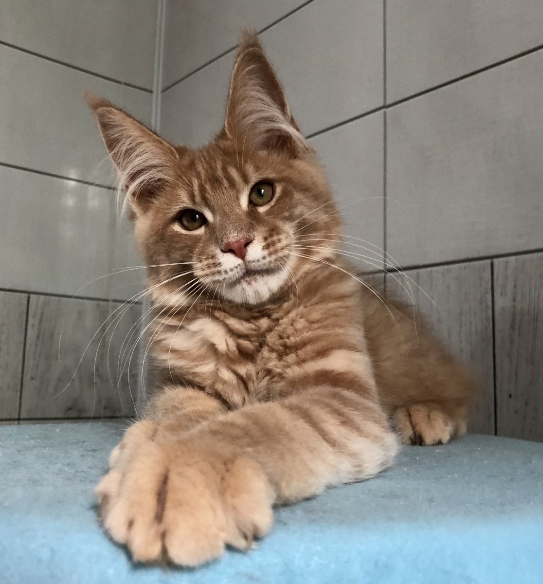 Рысь и Мейн кун