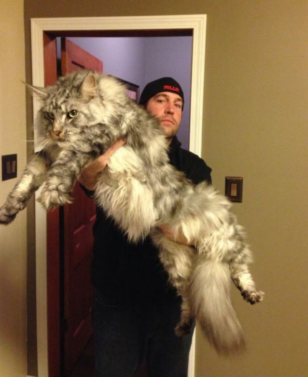 Коты Мейн кун