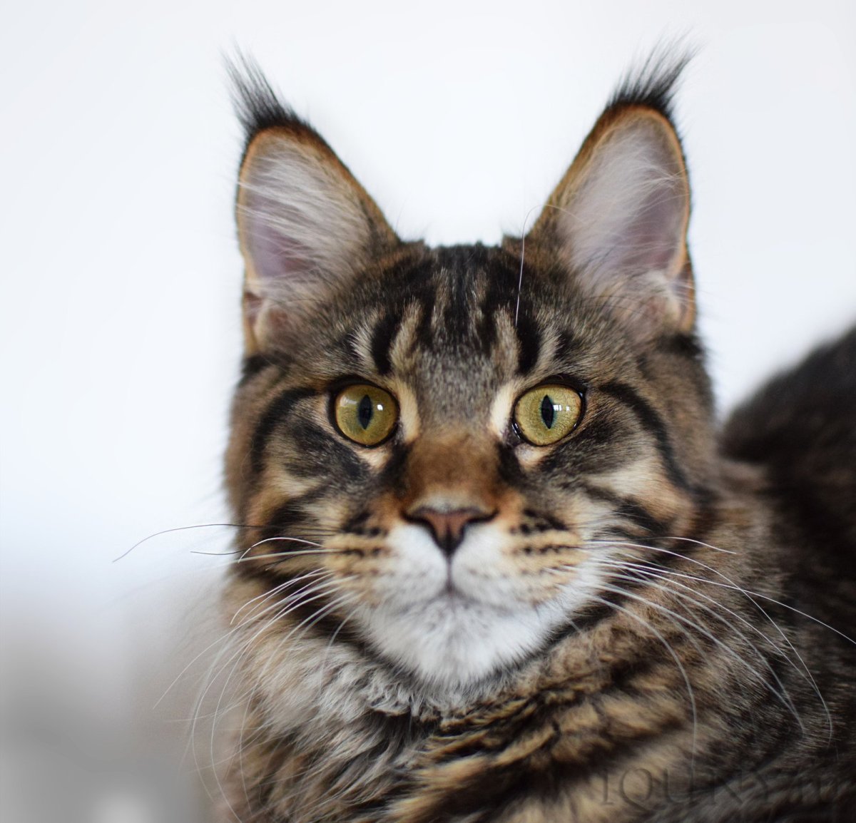 Африканская кошка