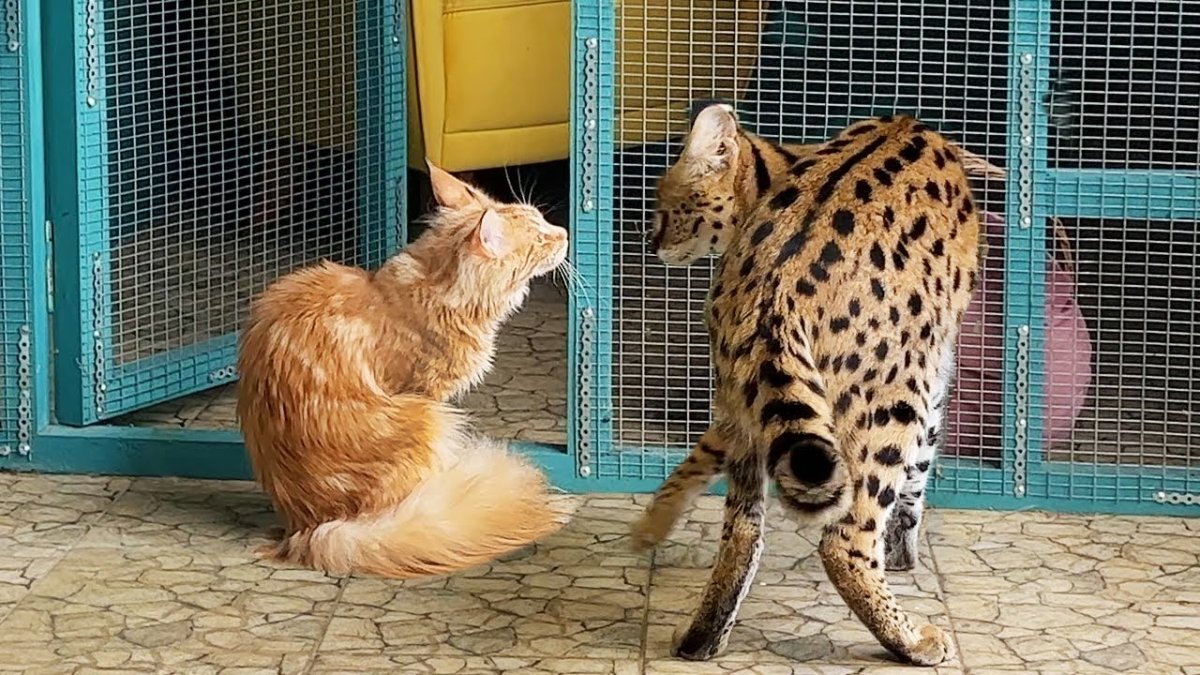 Мейн кун Омар