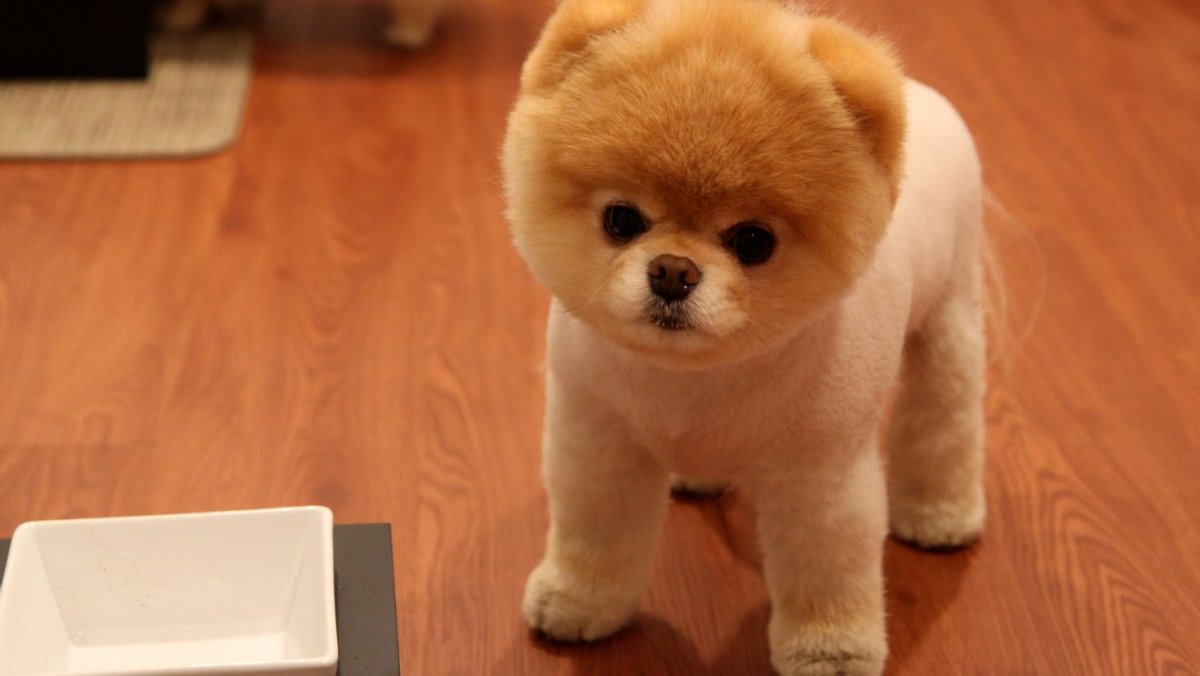 Карликовый померанский шпиц подстриженный