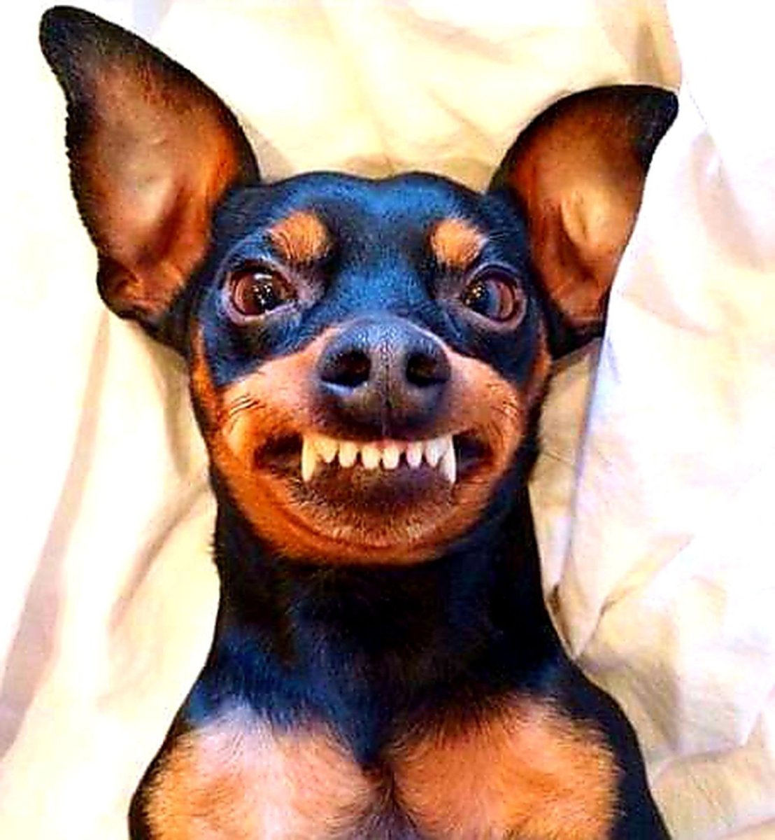 Собака французский бульдог