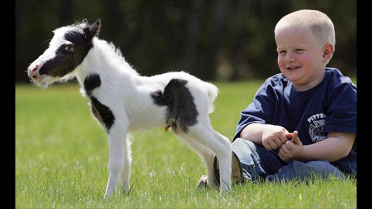 Карликовый лабрадор