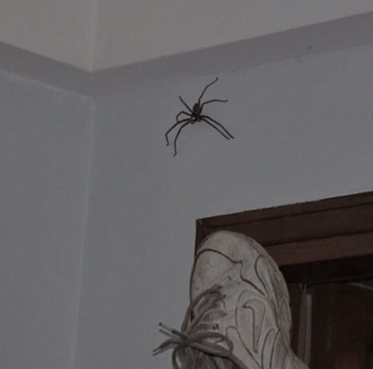 Огромные пауки в доме