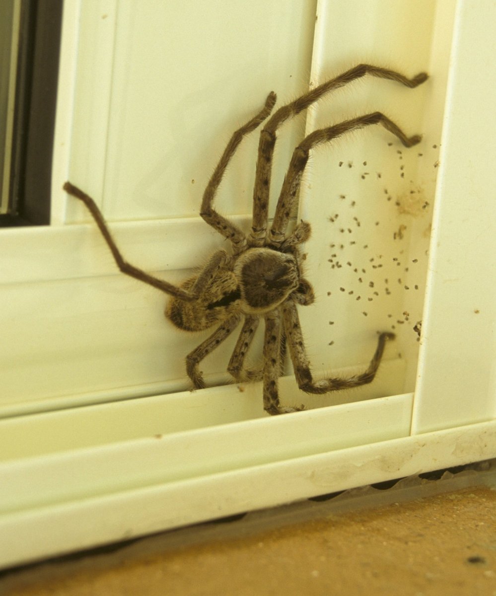 Паук охотник Хантсмен