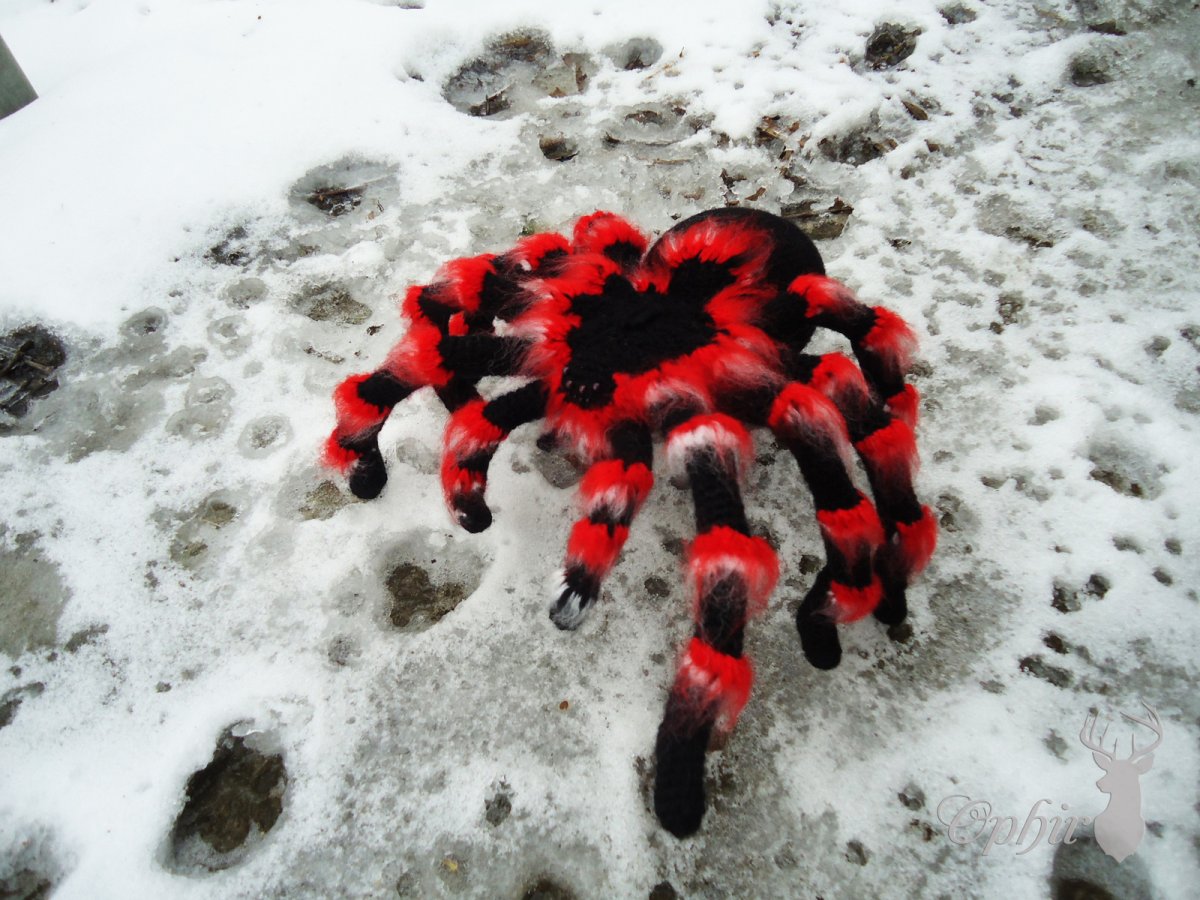 Мексиканская паук птицеед красный