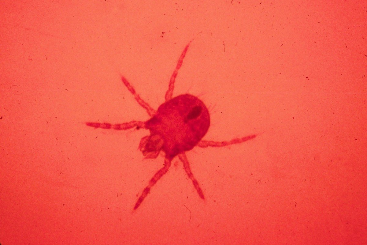 Клеверный клещ и красный паук