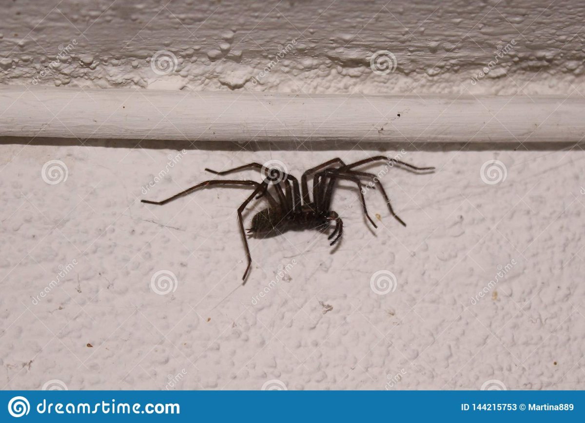 Огромный паук в углу