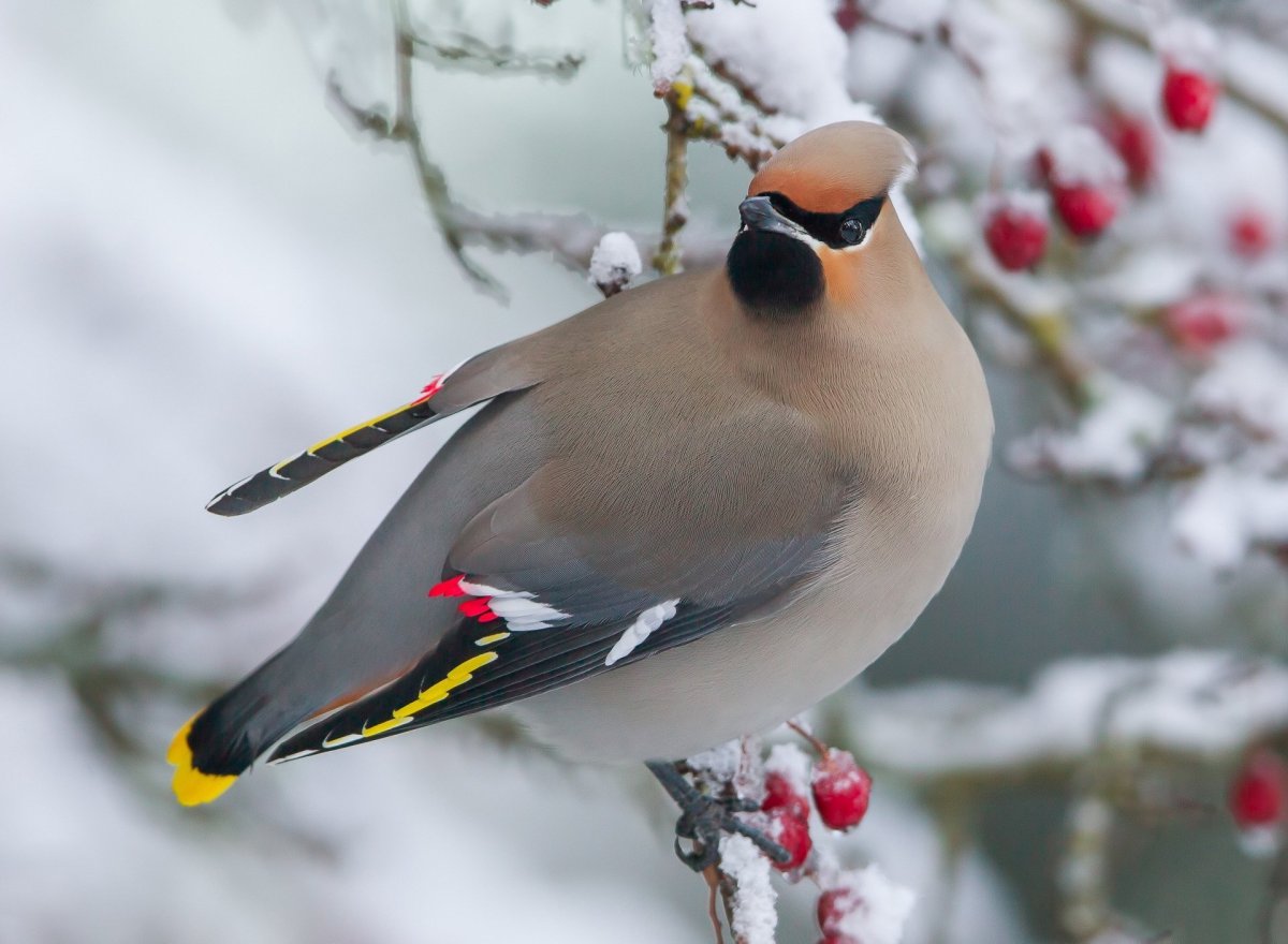 Птицы Урала свиристель