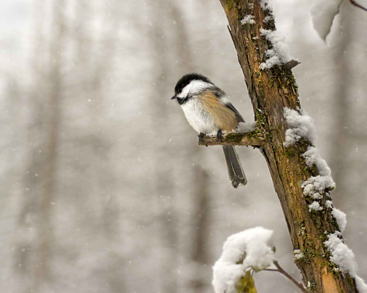 Птички зимой