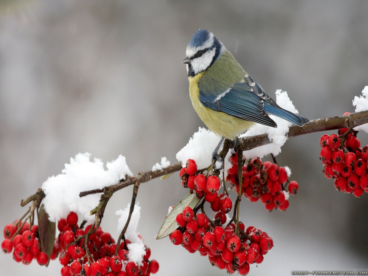 Русские зимние птицы