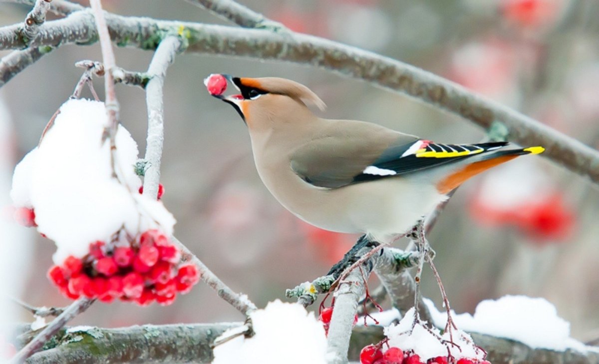 Свиристель зимой