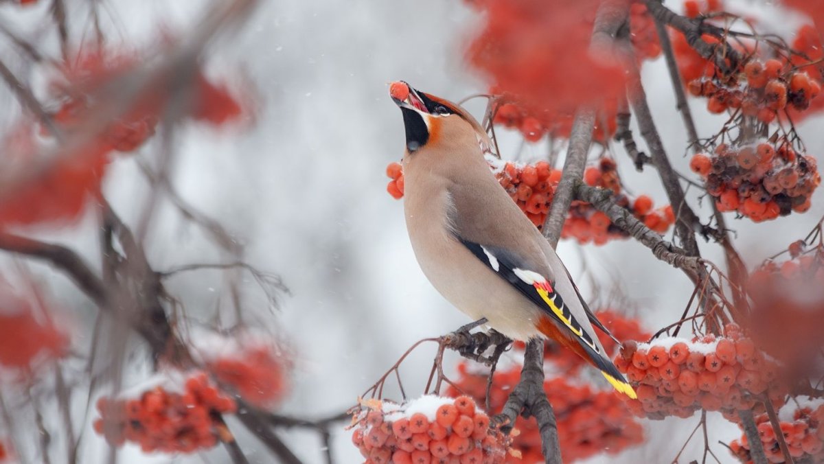 Картинки на рабочий стол зима птицы