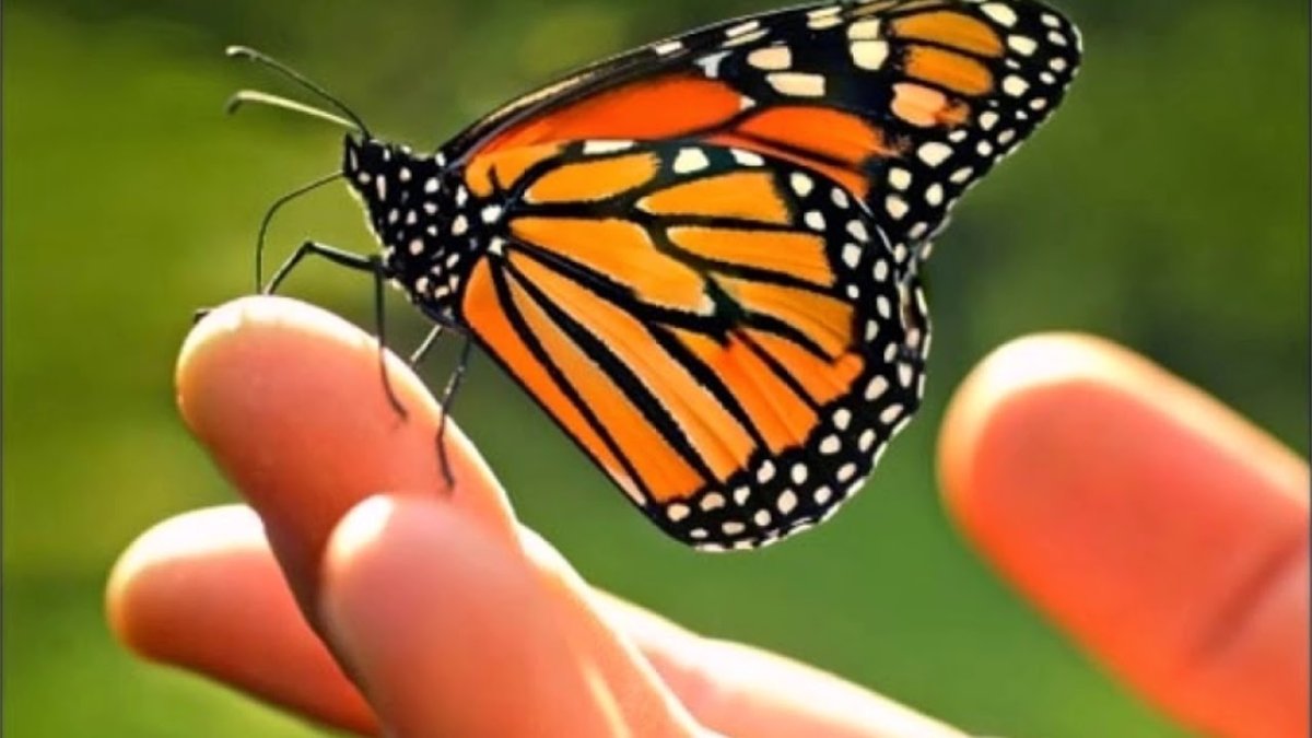 Бабочка на ладони