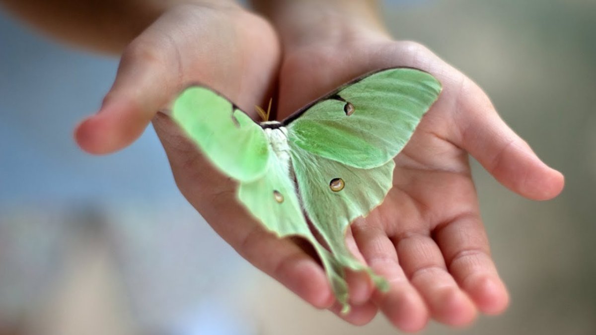 На руку бабочка