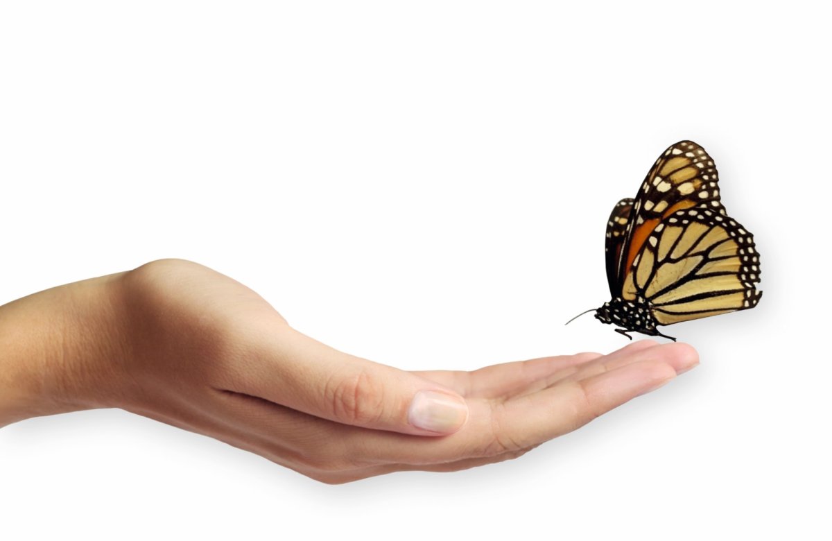 На руку бабочка