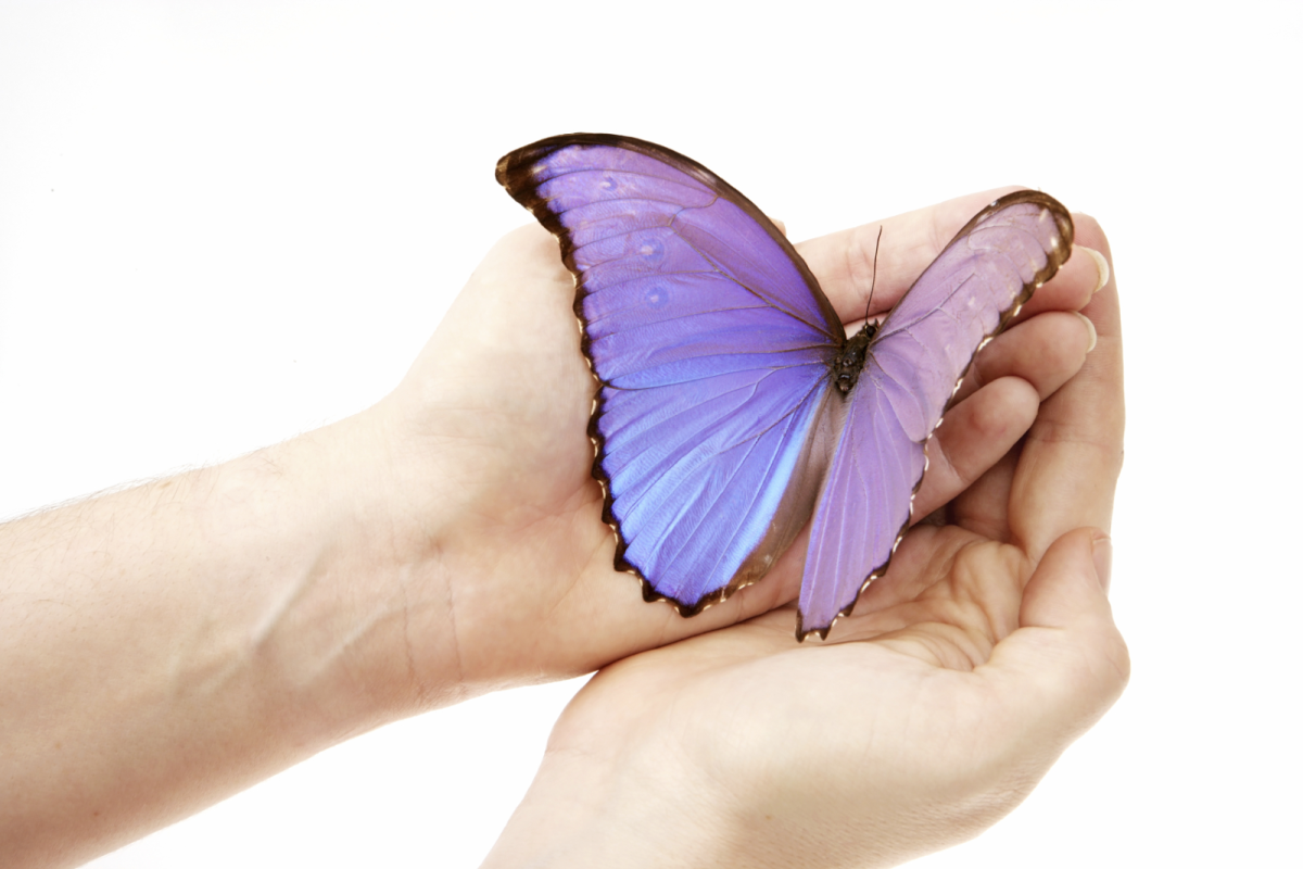 Тропические бабочки на руке