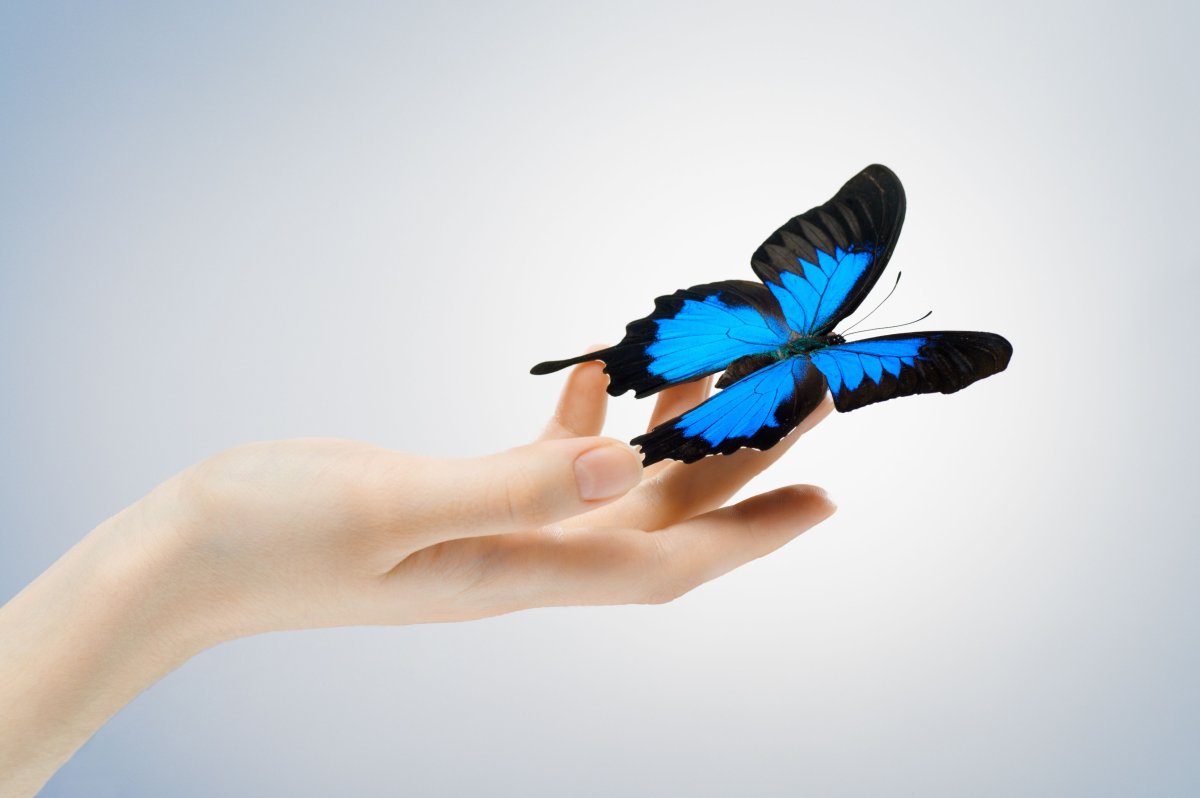 Голубая бабочка на руке
