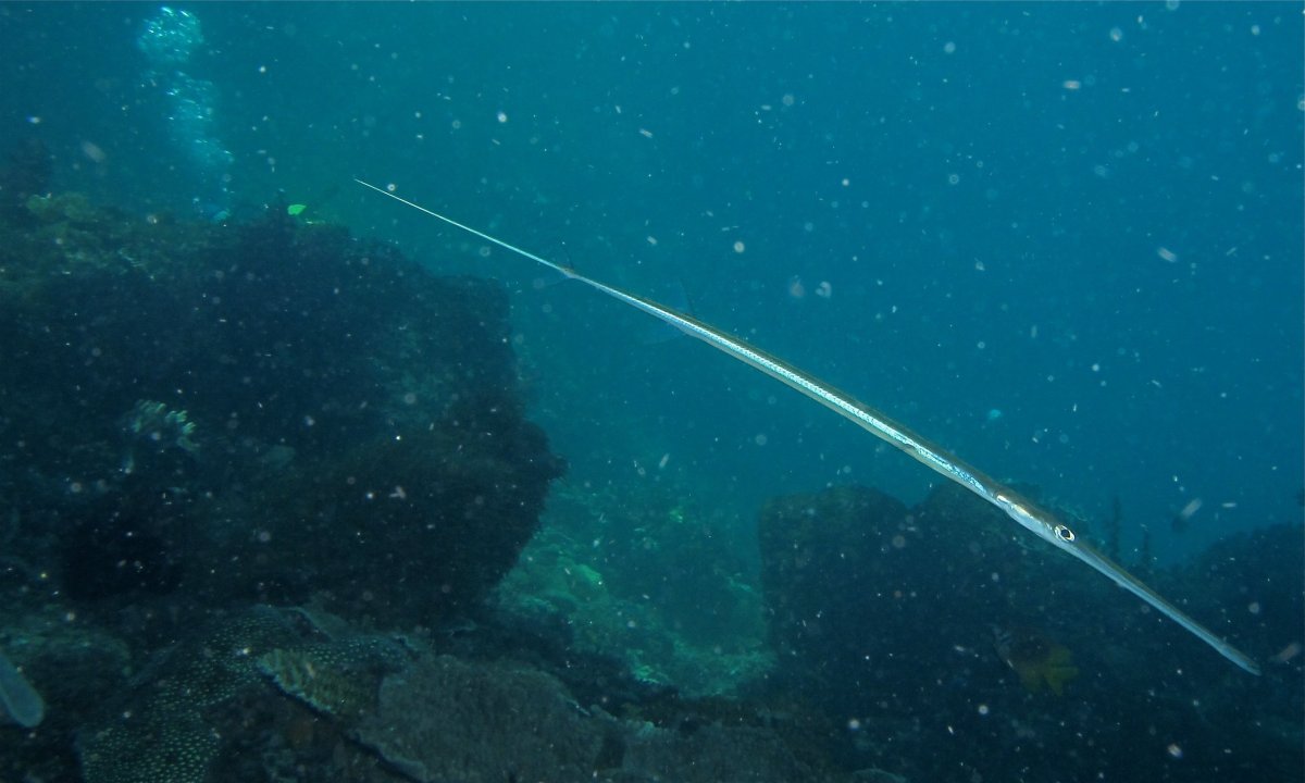 Fistularia commersonii