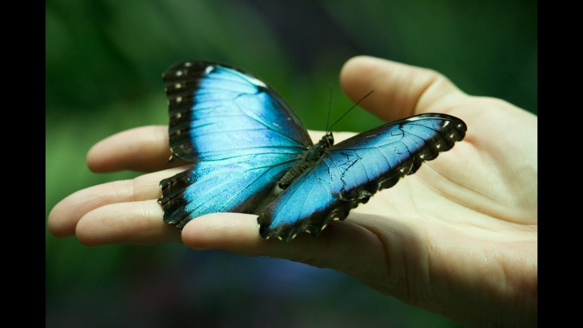 Бабочка на ладони