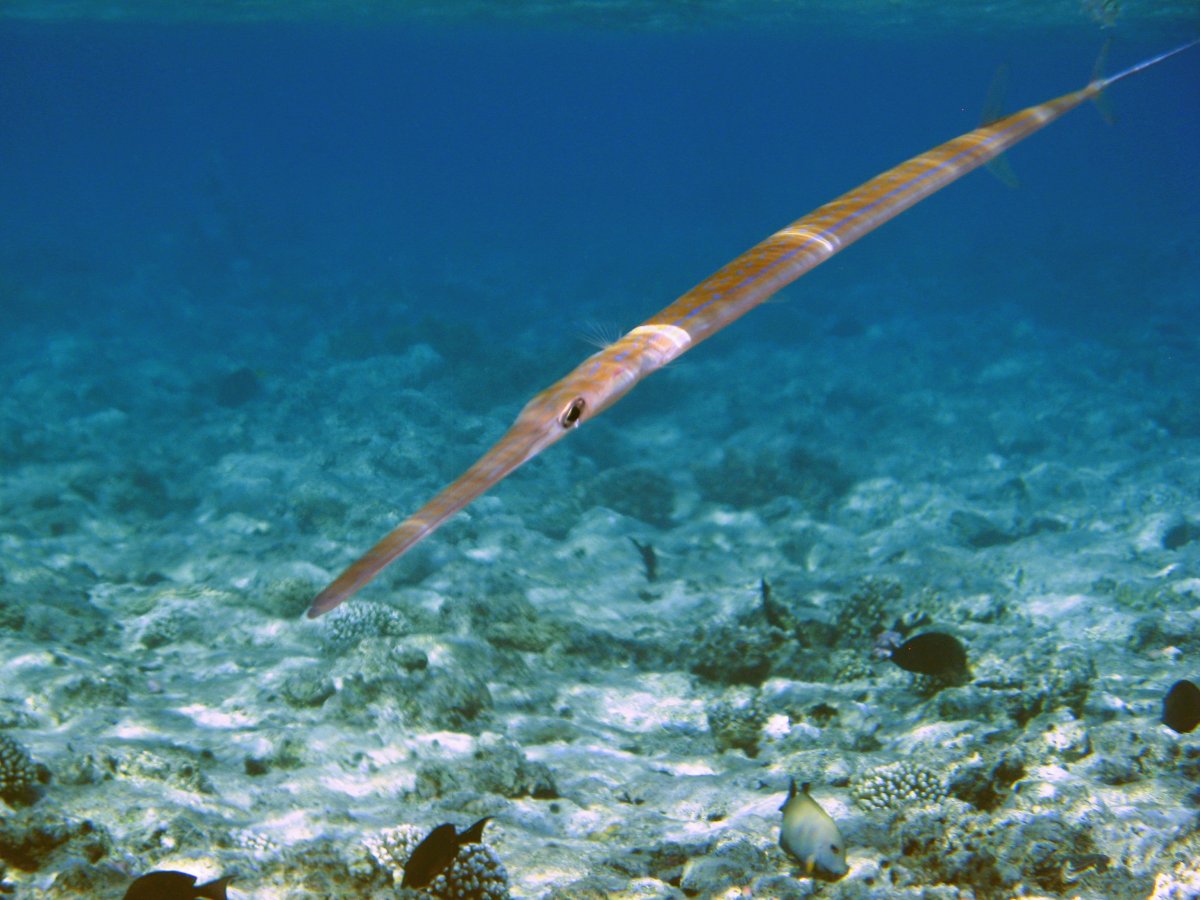 Черноморская Пухлощёкая рыба-игла