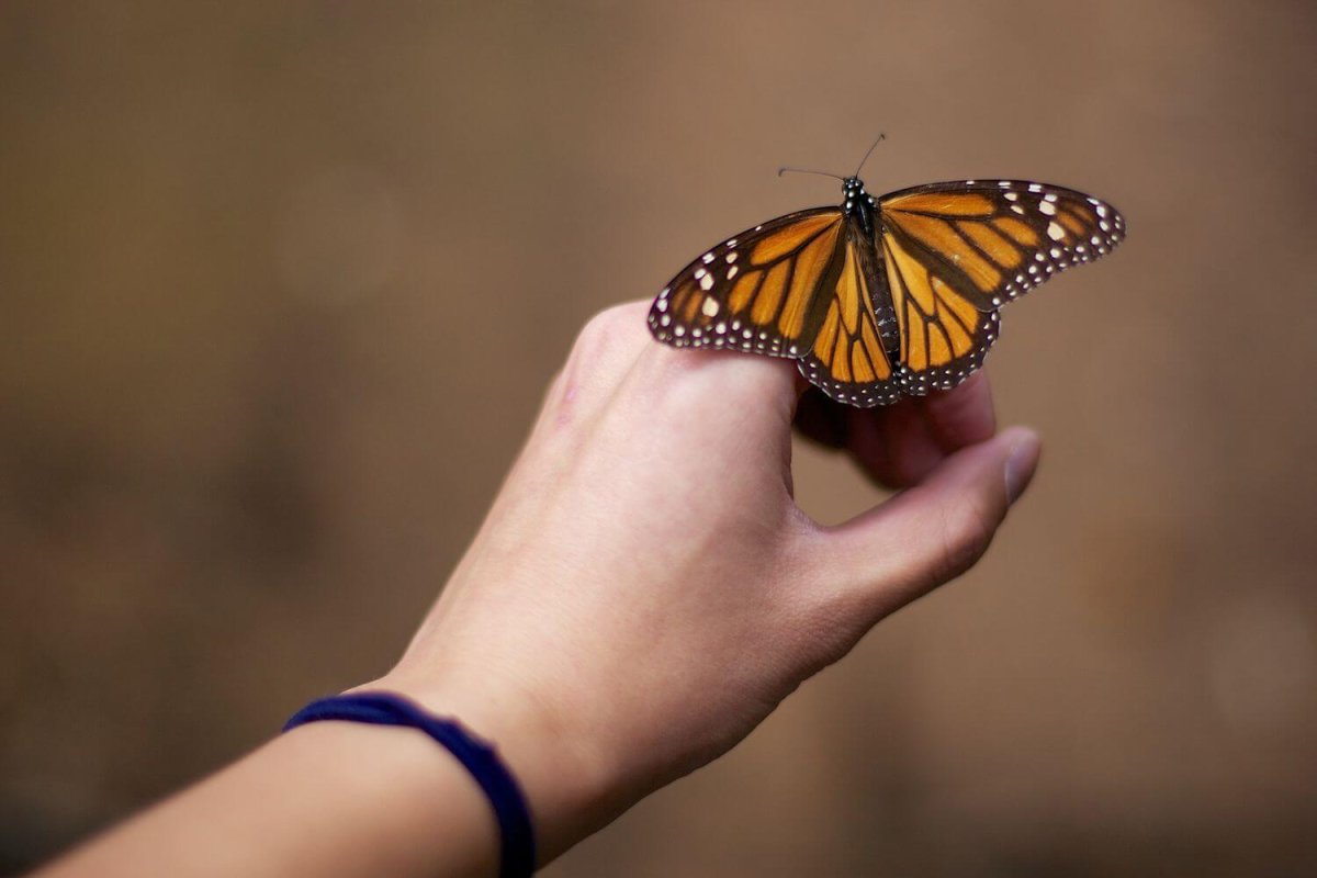 Бабочка на пальце