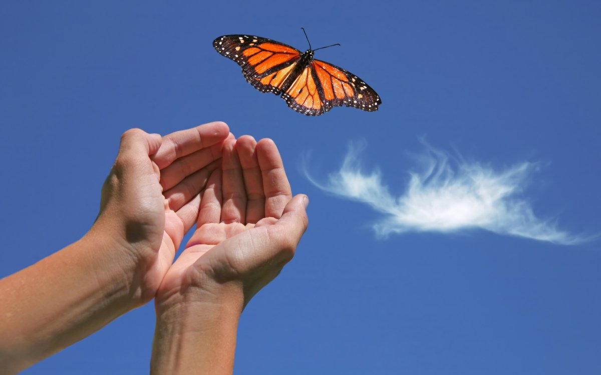 Счастье бабочки