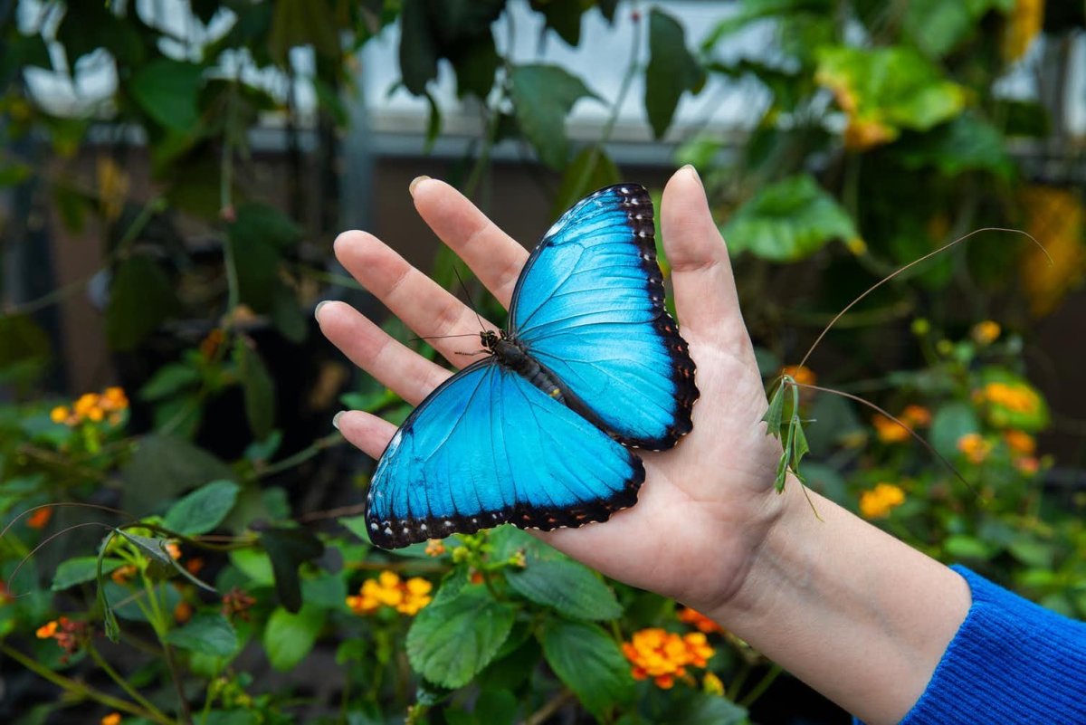 Бабочка Морфо аматонте