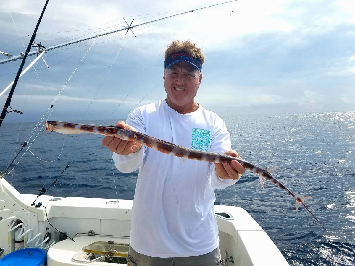 Fistularia commersonii рыба