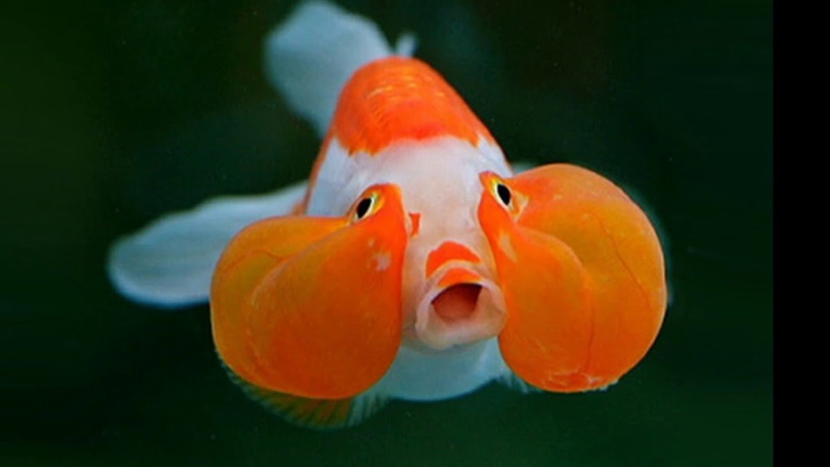 Золотая рыбка пузыреглаз