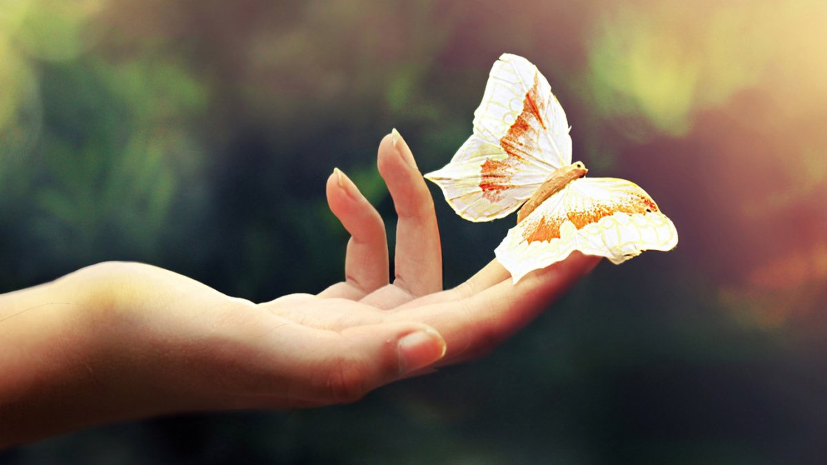Бабочка на ладони