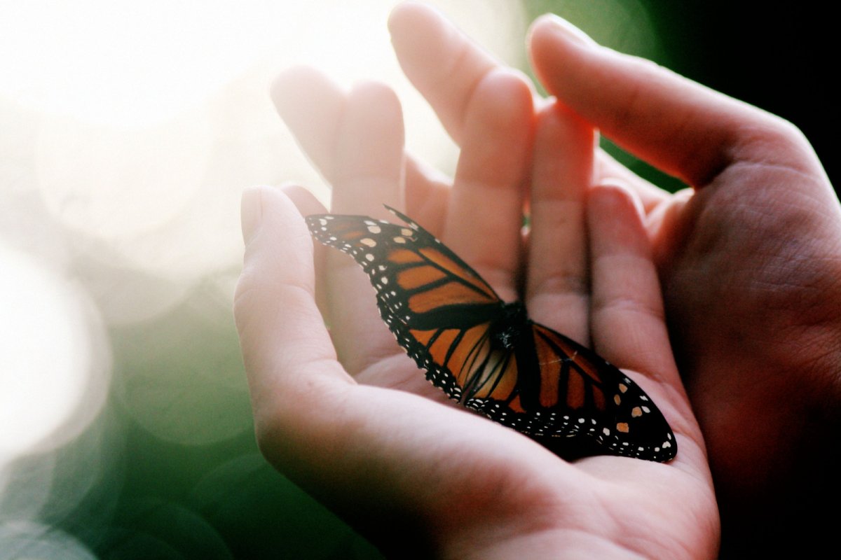 Бабочка на ладони
