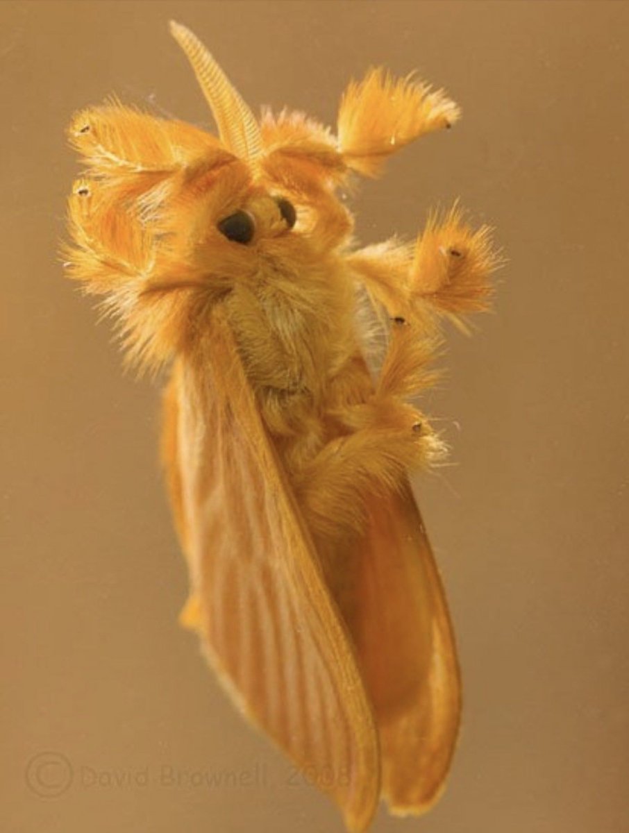 Венесуэльский мотылёк-пудель